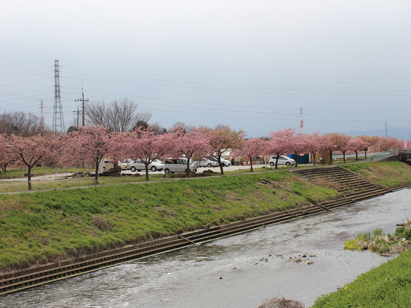 曇り空の中で撮影されたため、華やかさが無いすみよし桜